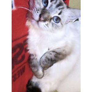 Lost Cat Elsa