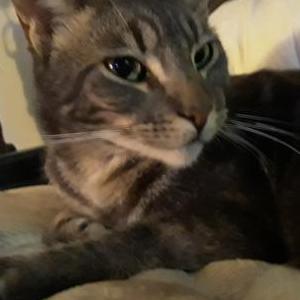 Lost Cat Simon