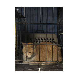 Found Cat Unknown
