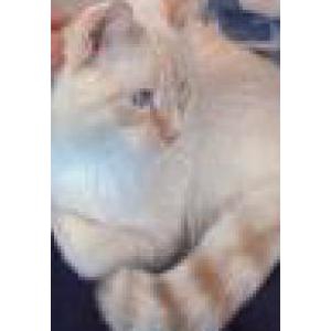 Lost Cat KITTY