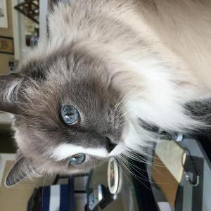 Lost Cat Nakata