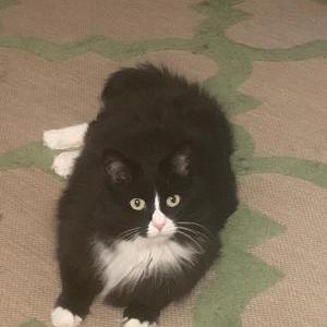 Lost Cat BooBoo