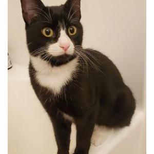 Lost Cat Bootz
