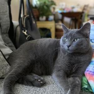 Lost Cat Jasmine