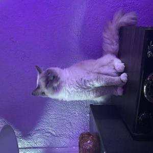 Lost Cat Vinny