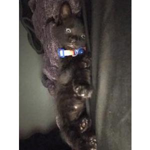 Lost Cat Ojitos