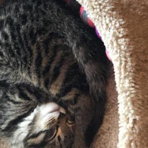 Lost Cat Otis