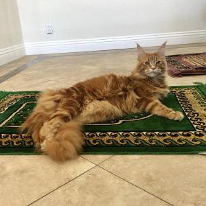 Lost Cat Cyer “Sire”
