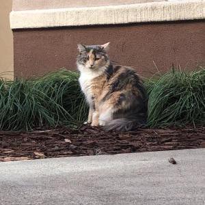 Lost Cat Rita