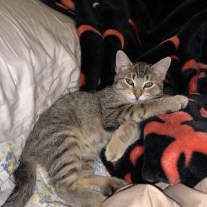 Lost Cat Nala