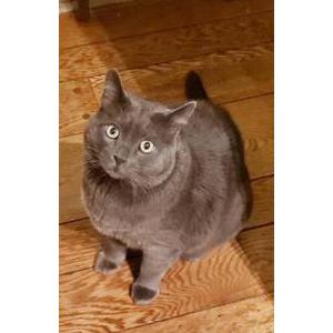 Lost Cat Gary
