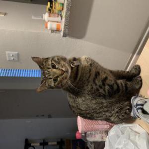 Lost Cat Kuro