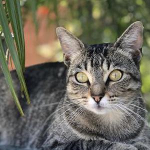 Lost Cat Charlotte