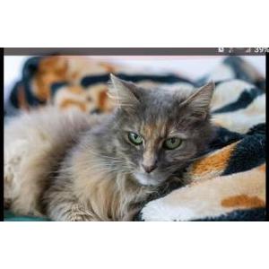 Lost Cat Little kitty