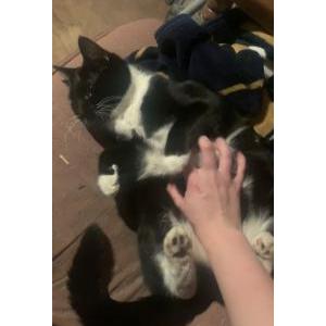 Lost Cat Chestina