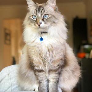 Lost Cat Coconut