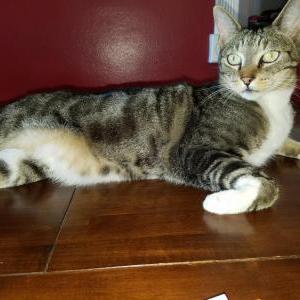 Lost Cat Sassefrance (Sassey_