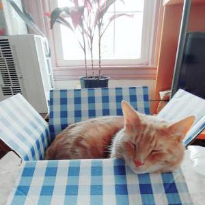 Lost Cat Sammy