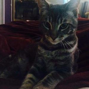 Lost Cat Simon