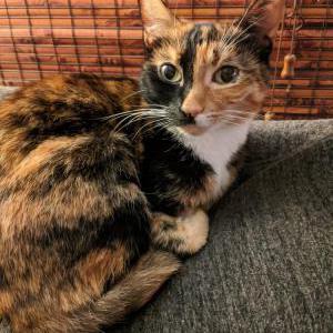 Lost Cat Cali