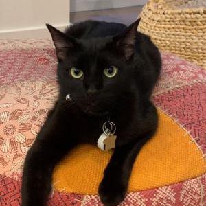 Lost Cat Romeo