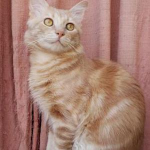 Lost Cat Guero