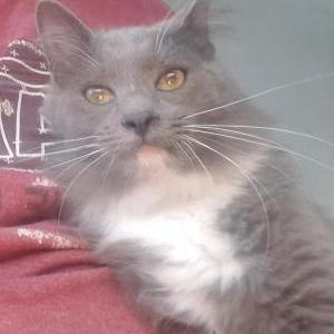 Lost Cat Dallas