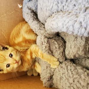 Found Cat Unknown