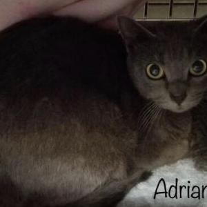 Lost Cat Adriana