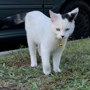Lost Cat Kitty