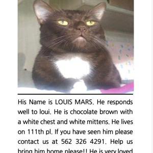Lost Cat Louis Mars