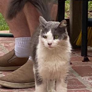 Found Cat Unknown
