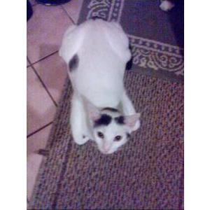 Lost Cat Spirit