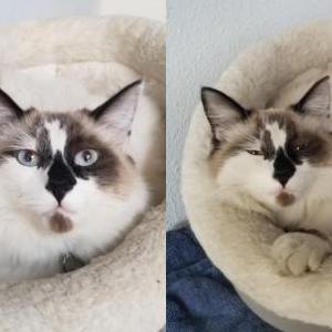 Lost Cat Milo