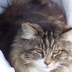Lost Cat Cleo