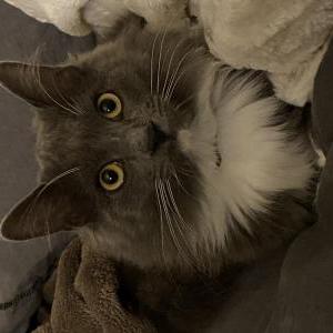 Lost Cat Dallas