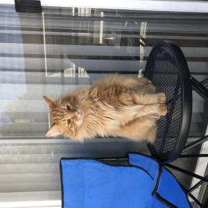 Lost Cat Christopher