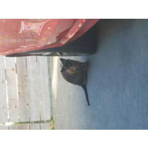 Found Cat Siamese- unknown