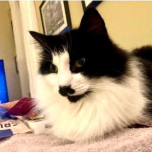 Lost Cat Oscar
