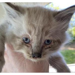 Found Cat unknown