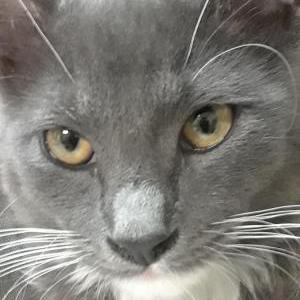 Lost Cat Goose