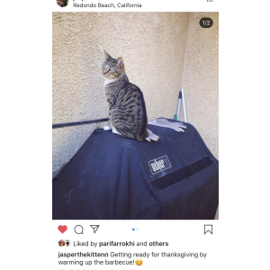Lost Cat Jasper