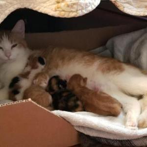 Lost Cat Kandy