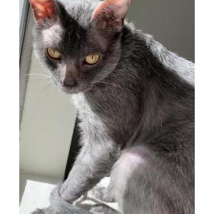 Lost Cat Wizard