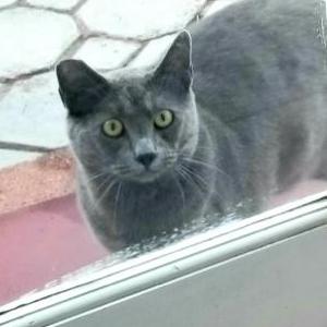 Lost Cat GRAYSTRIPE