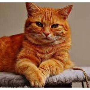 Lost Cat Sebastian