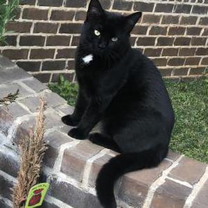 Lost Cat Collar