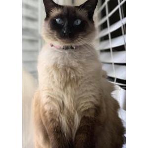 Lost Cat Chorreada