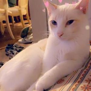 Lost Cat Vanelopy