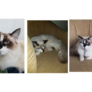 Lost Cat Milo